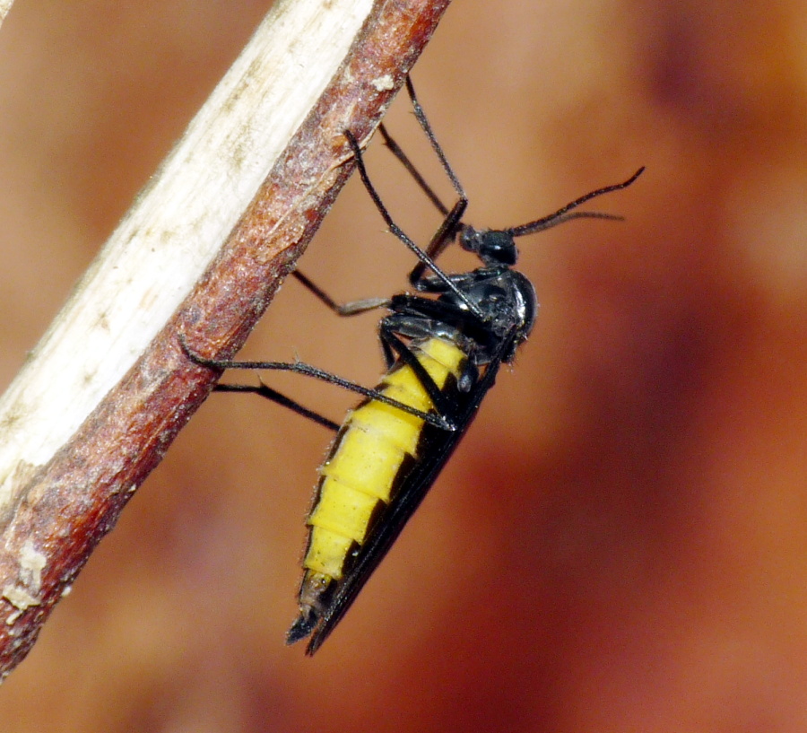 Sciaridae: Sciara  sp.